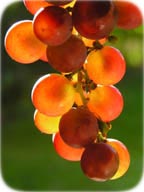 Photo of grapes - Copyright Anette Linnea Rasmussen