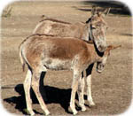 Photo of donkeys - Copyright maigi